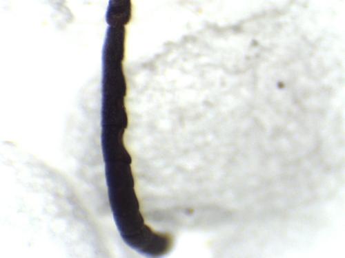 Réf. 335 003 : Ectemnius rubicola